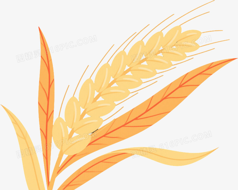 金色麦穗扁平插画元素