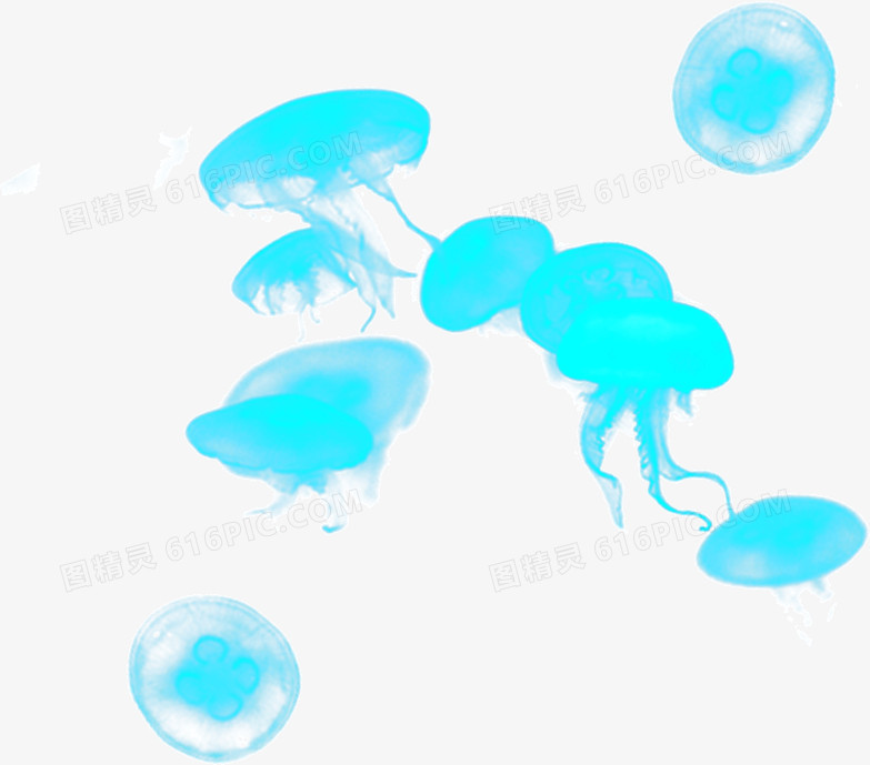 海母 蓝色 透明海母