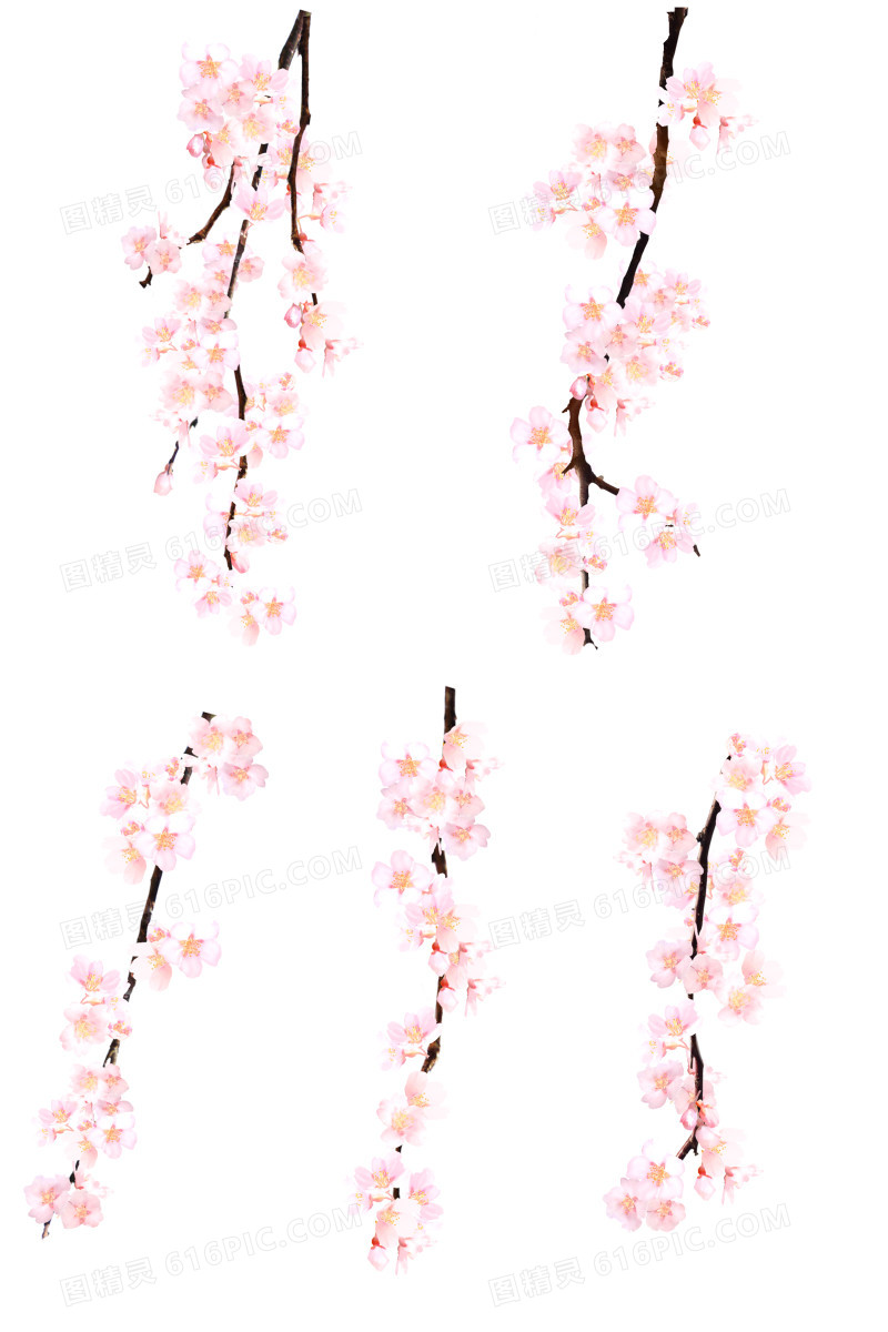 樱花 花朵 装饰