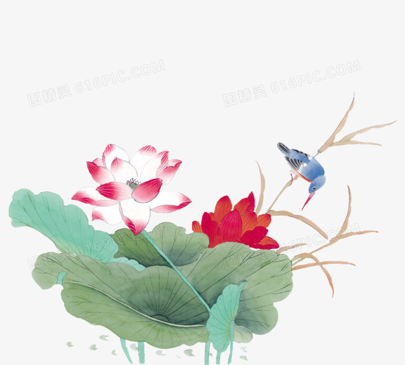 荷花