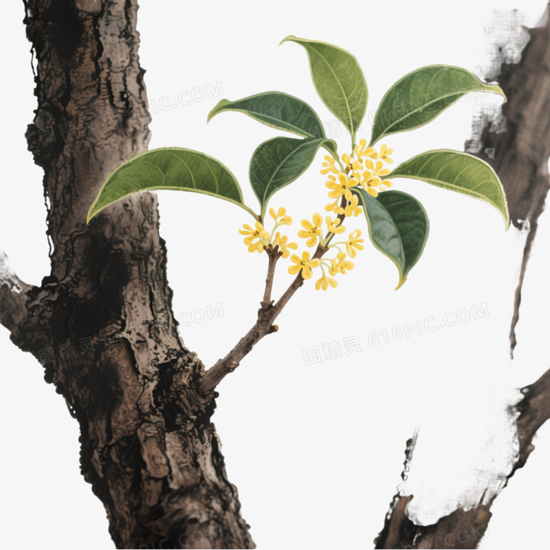 水墨桂花枝条装饰图案