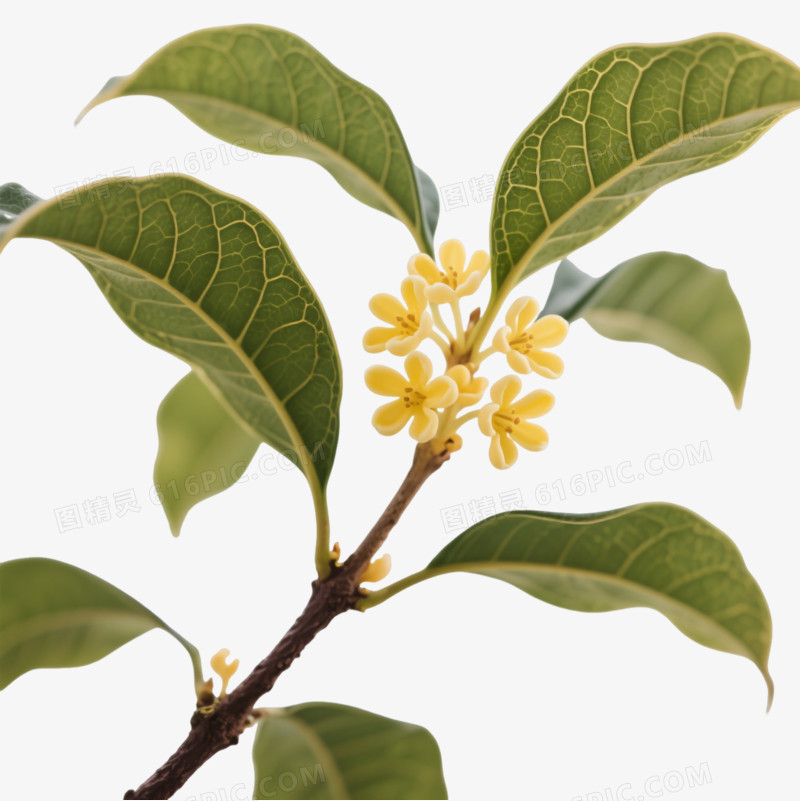 金黄桂花枝条装饰图案