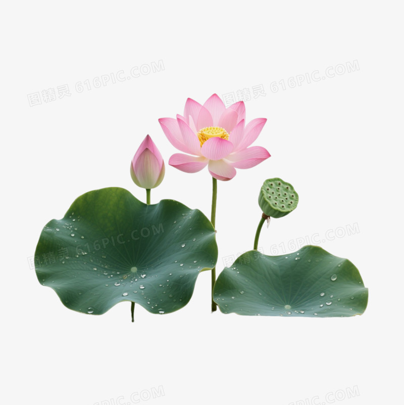 粉色荷花水墨风格装饰图案