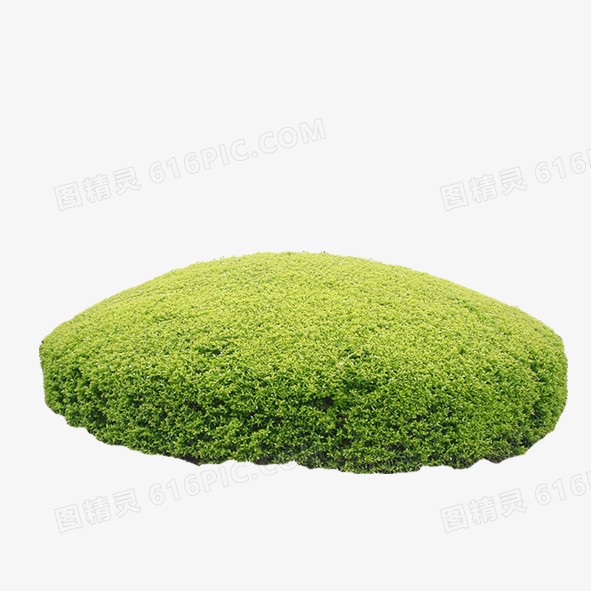 绿色植物