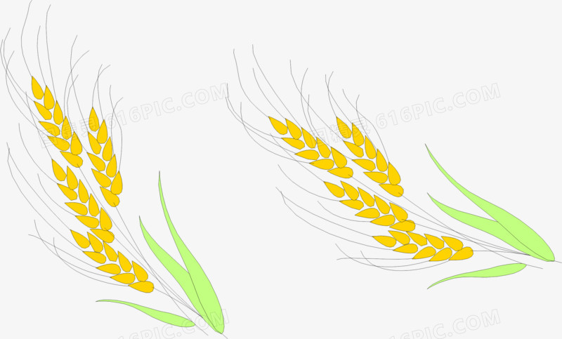 稻穗稻谷小麦大米