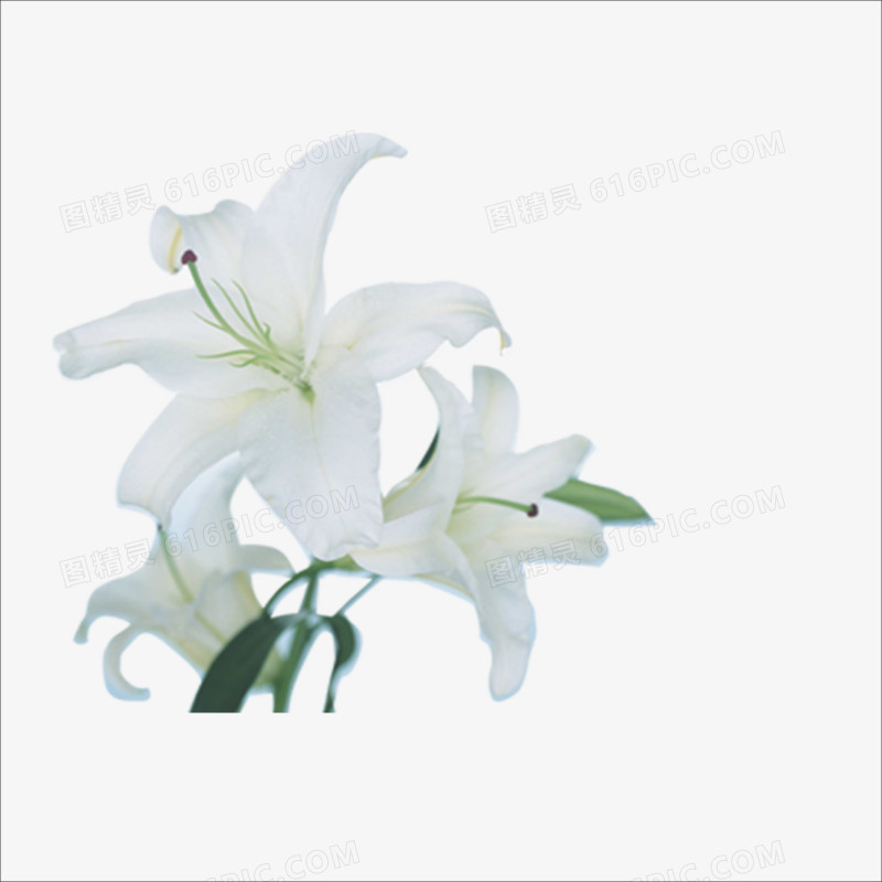 鲜花