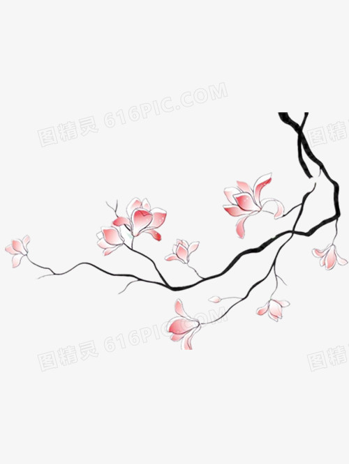 手绘玉兰花