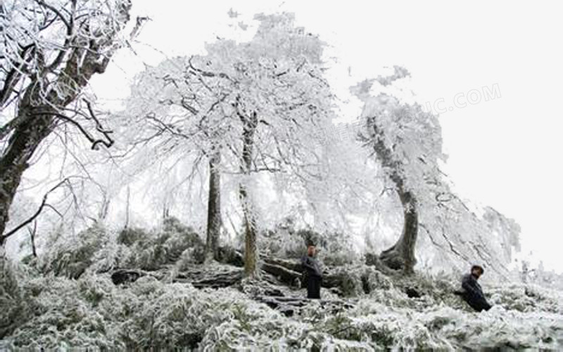 雪树茂林