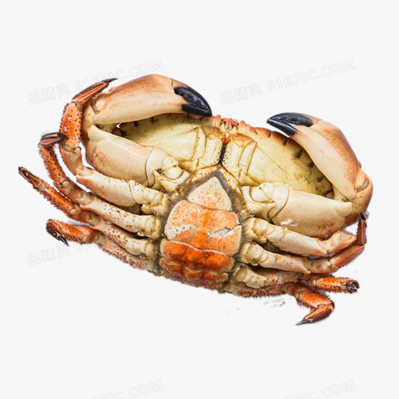 大黄金蟹螃蟹
