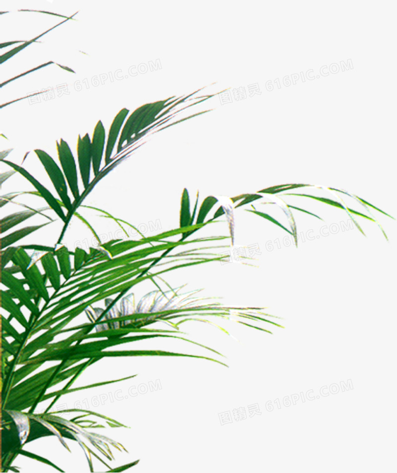 散尾葵花边