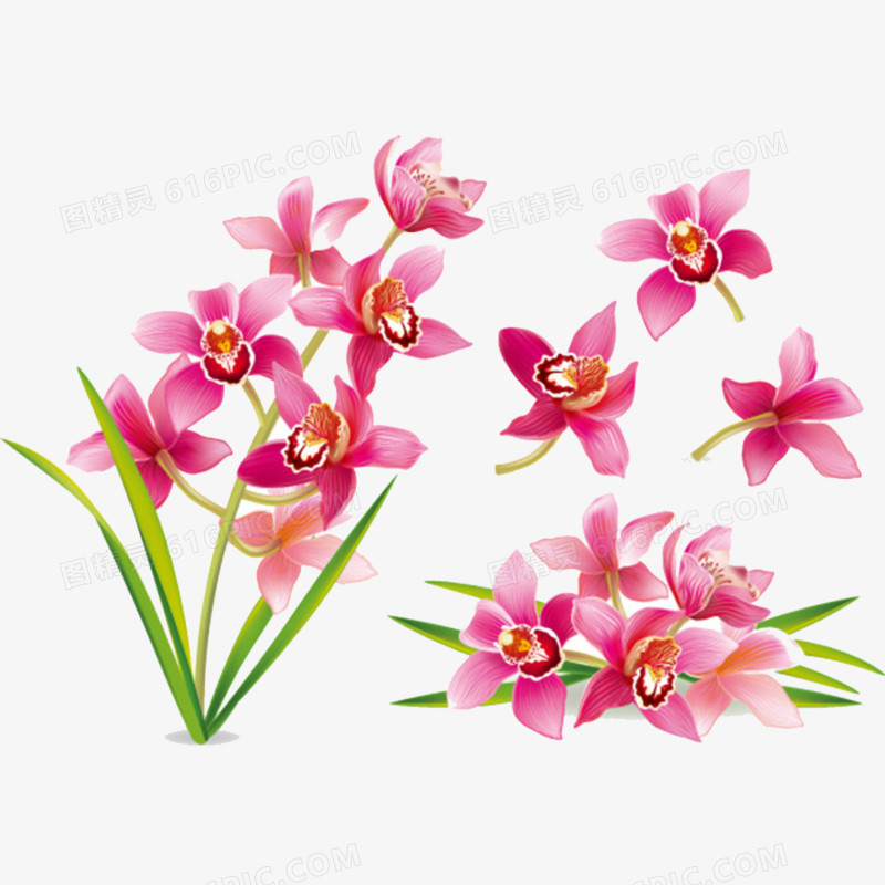 卡通手绘粉红色兰花素材