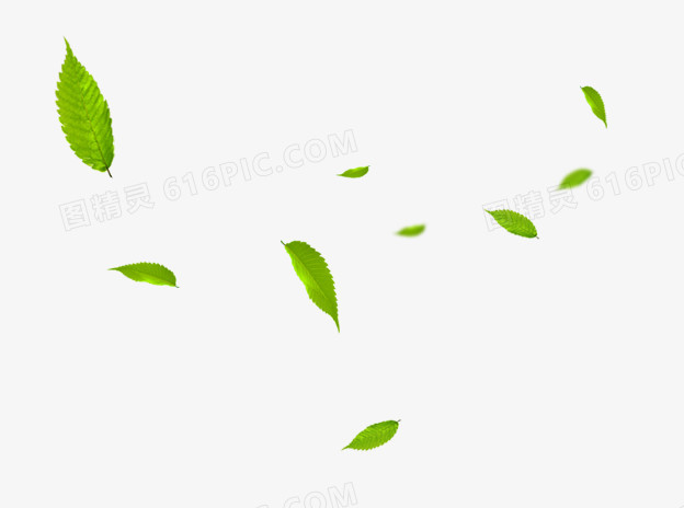 树叶