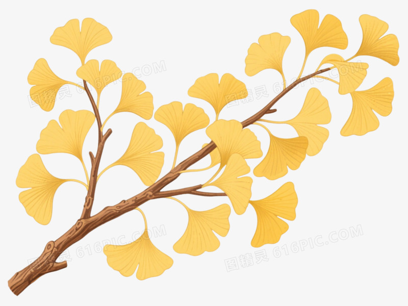 金黄银杏枝条手绘插画元素