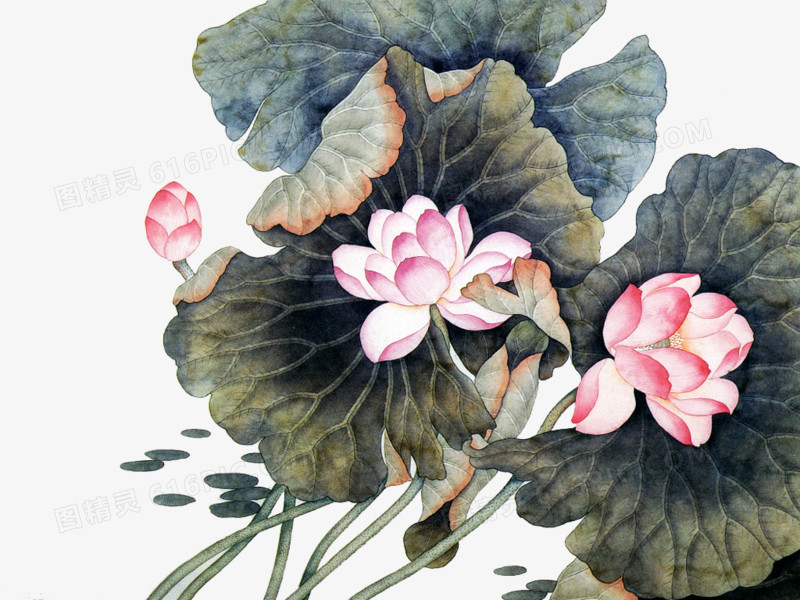 荷花