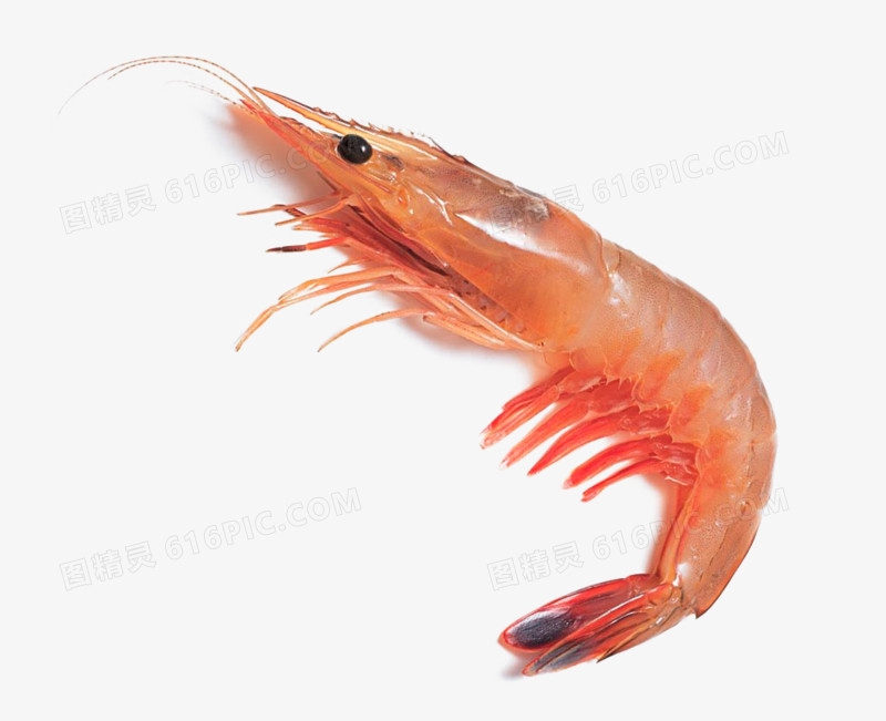 虾