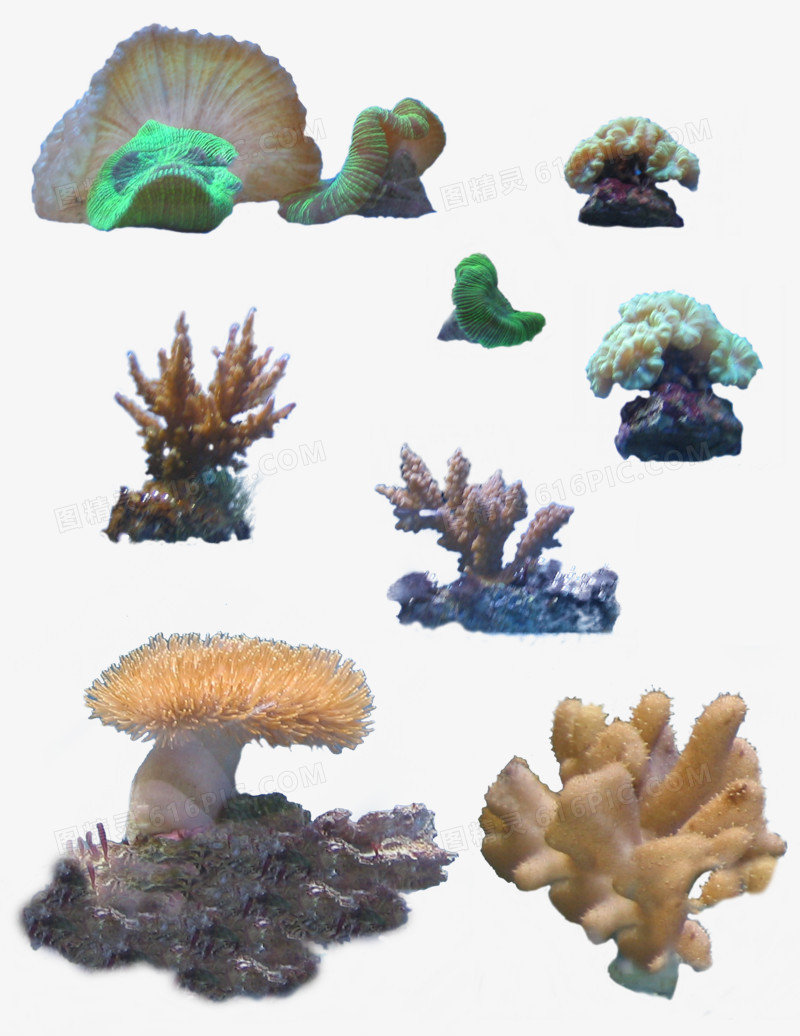 海底世界各种植物