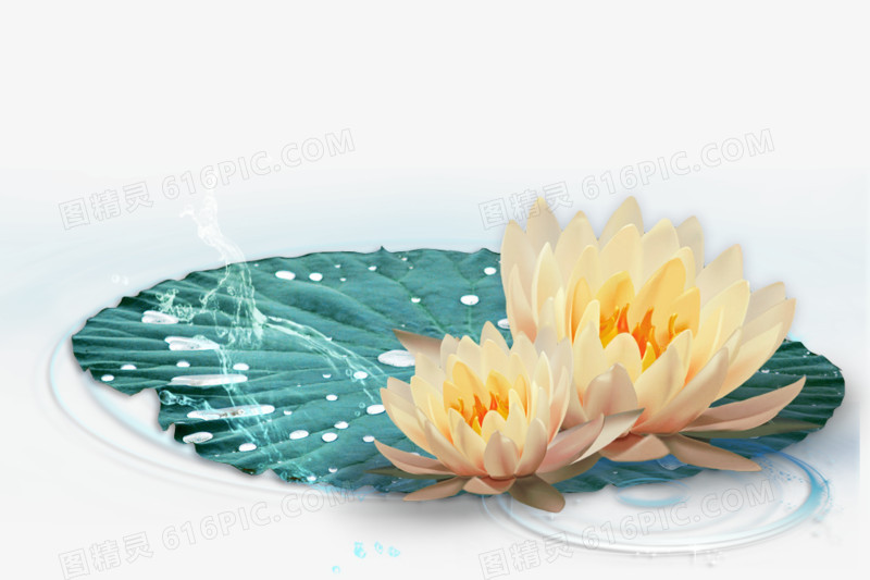 荷花