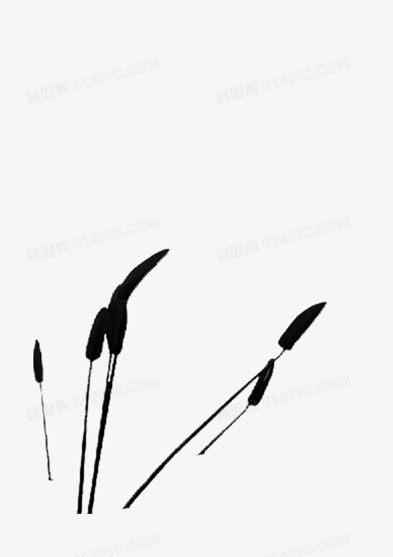 芦苇 草地 植物 黑白
