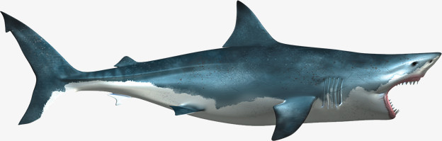 蓝鳍大白鲨