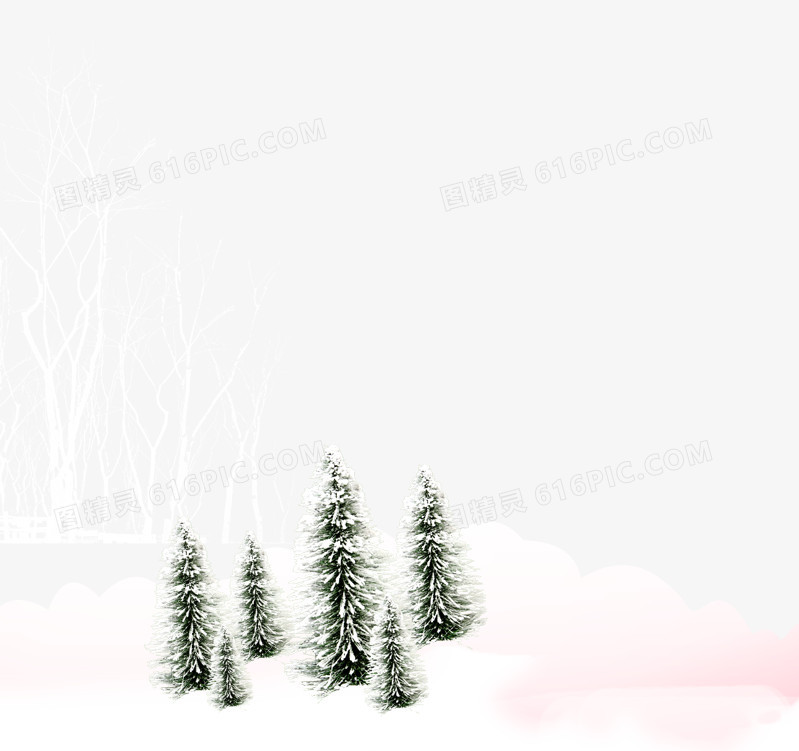 雪地上的柏树