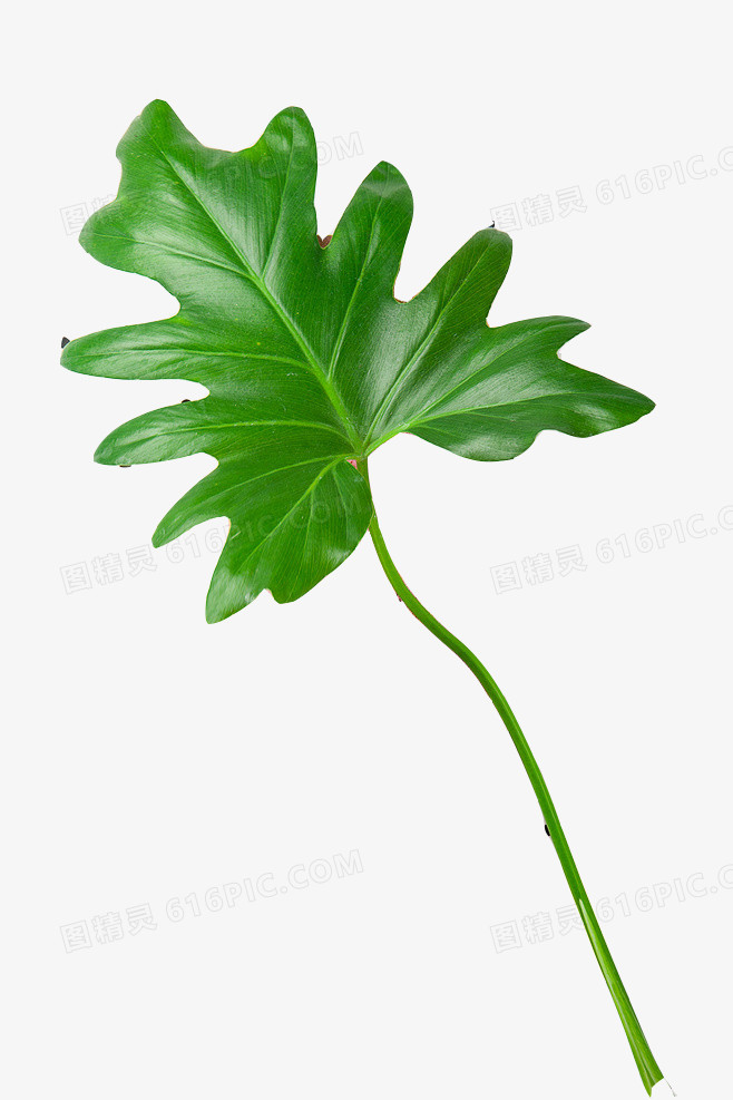 绿色植物
