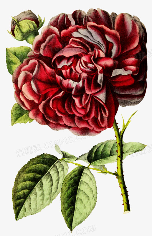 血红的花