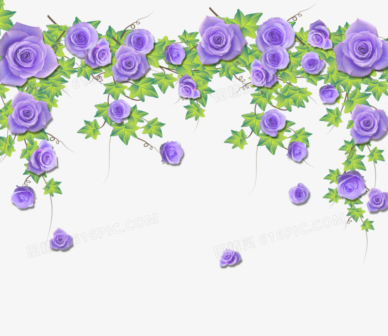 紫色玫瑰花藤