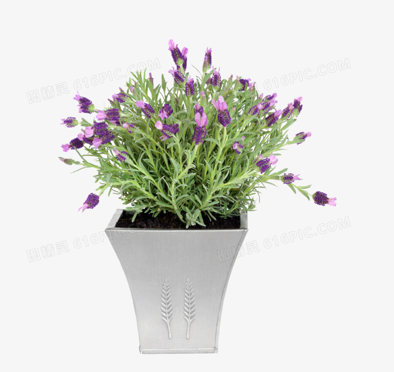 一盆紫色的花