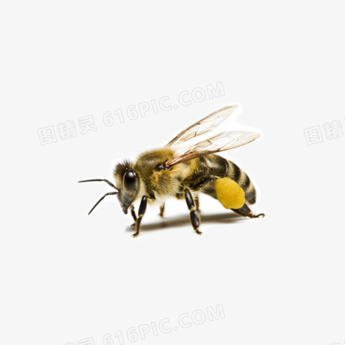 蜜蜂素材图片
