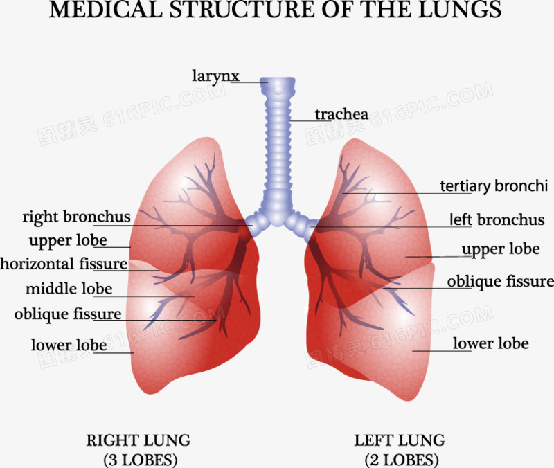 装饰肺部分析图