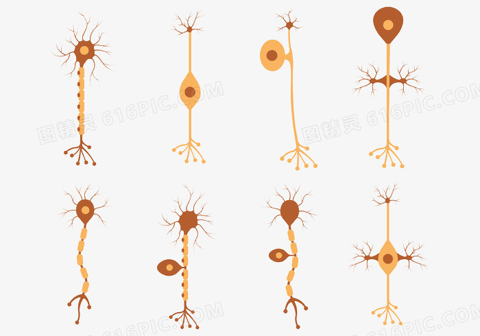 不同形式的神经元向量丛