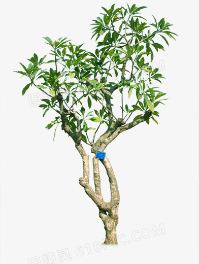 树枝