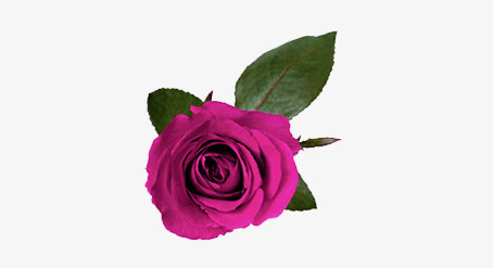 紫色玫瑰矢量
