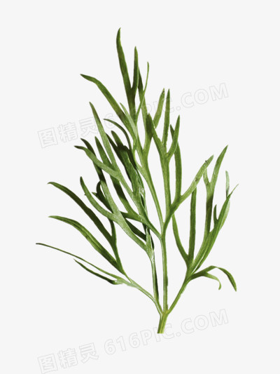 绿色植物