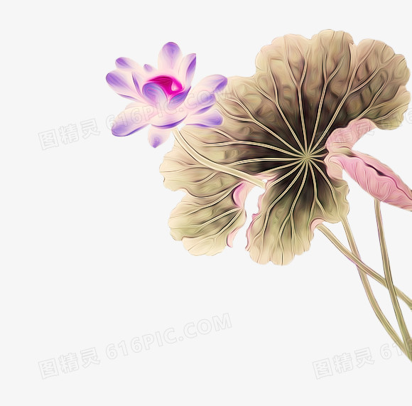 荷花