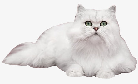 一只白色的猫
