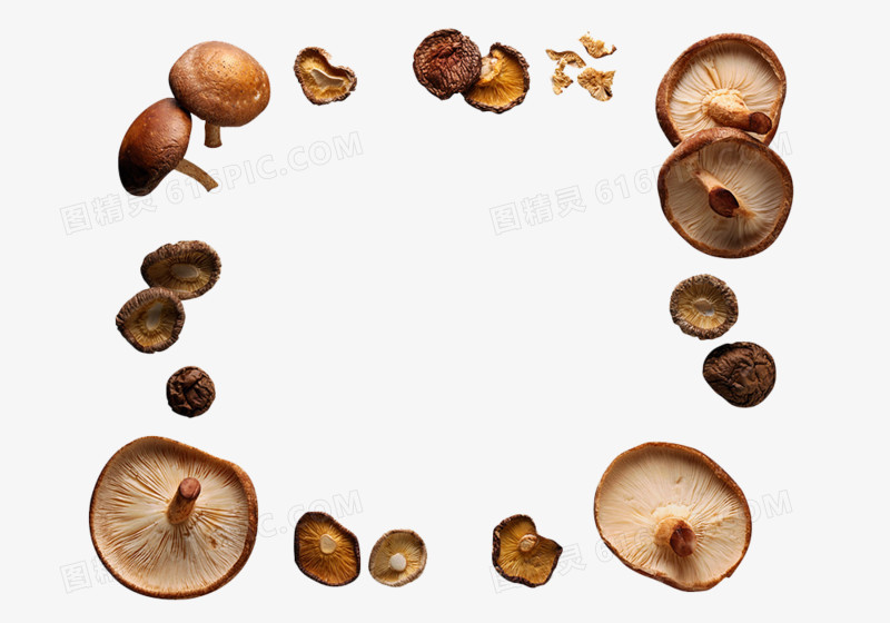香菇环一圈香菇蘑菇