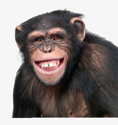 猩猩咧嘴笑图片图片