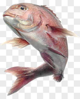 鱼头部的鱼精图片图片