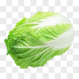 大白菜图片素材_免费大白菜png设计图片大全_图精灵