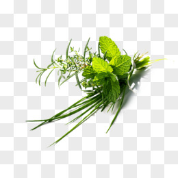 新鲜香草与香料背景矢量素材pngeps青绿色的香草png新鲜香草与香料