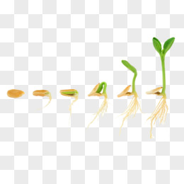 绿豆发芽过程 卡通图片