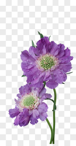 花丛png紫色唯美薰衣草花海png紫罗兰花朵png油漆紫荆花png鲜花花瓣