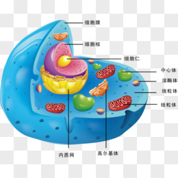 细胞的结构卡通图图片