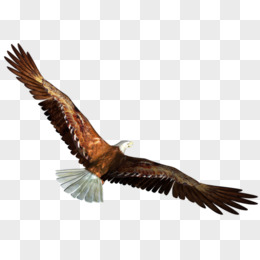 鹰展翅高飞唯美图片图片
