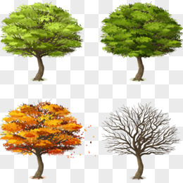 春夏秋冬代表性的树木图片