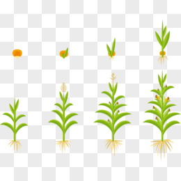 玉米的生长过程漫画图片