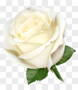 白色玫瑰花瓣图片素材