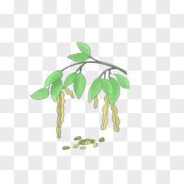 养生绿色植物食材插画风绿豆