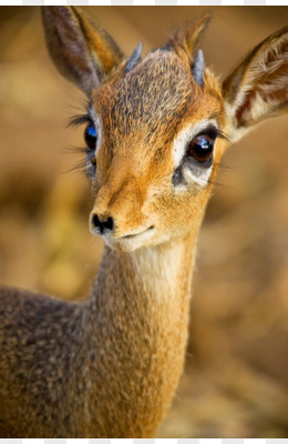 大眼睛长睫毛可爱小鹿